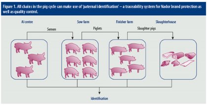 PigProgress - First tangible steps to 'breed out' boar taint