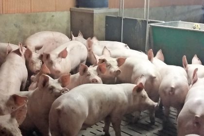 PigProgress - Eastern France: Fewer pigs, a better eye for details