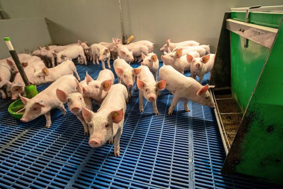 Rotation, ractopamine and retrofitting in Pig Progress 4 - Pig Progress