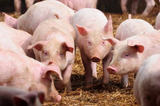 pigprogress-dutch-pig-sector-at-comparative-disadvantage