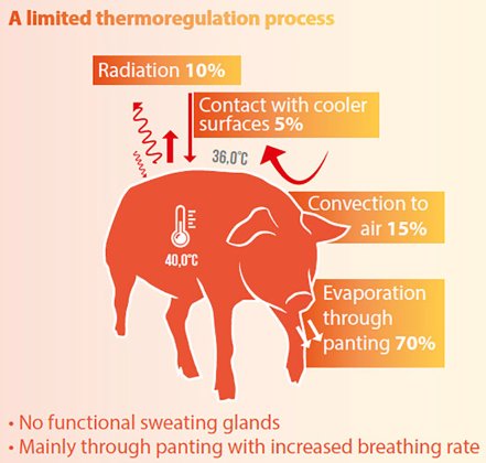 pig heat cycle calculator