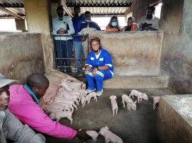 Pigprogress Progress In Zimbabwe S Small Scale Pig Production