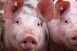 PigProgress - UK poll on use of swill feeding for pigs