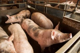 PigProgress - Research aimed at lowering feed conversion on pig farms