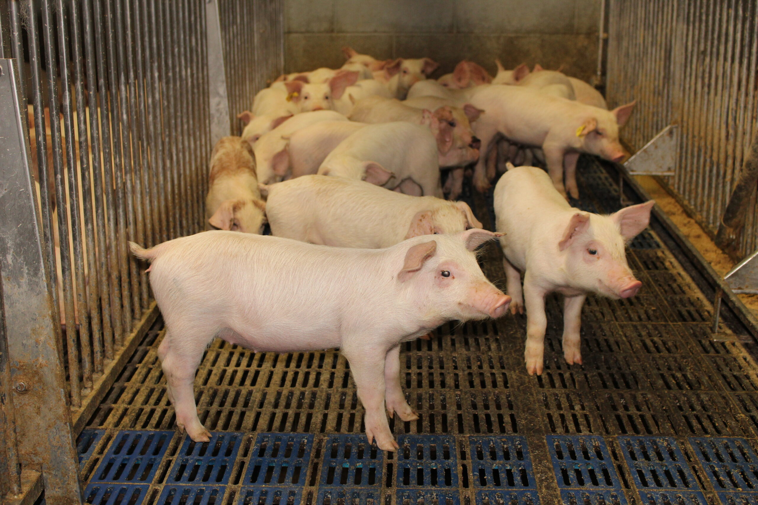 One group of weaned piglets, which was fed the Bivit Stress Support Pack.