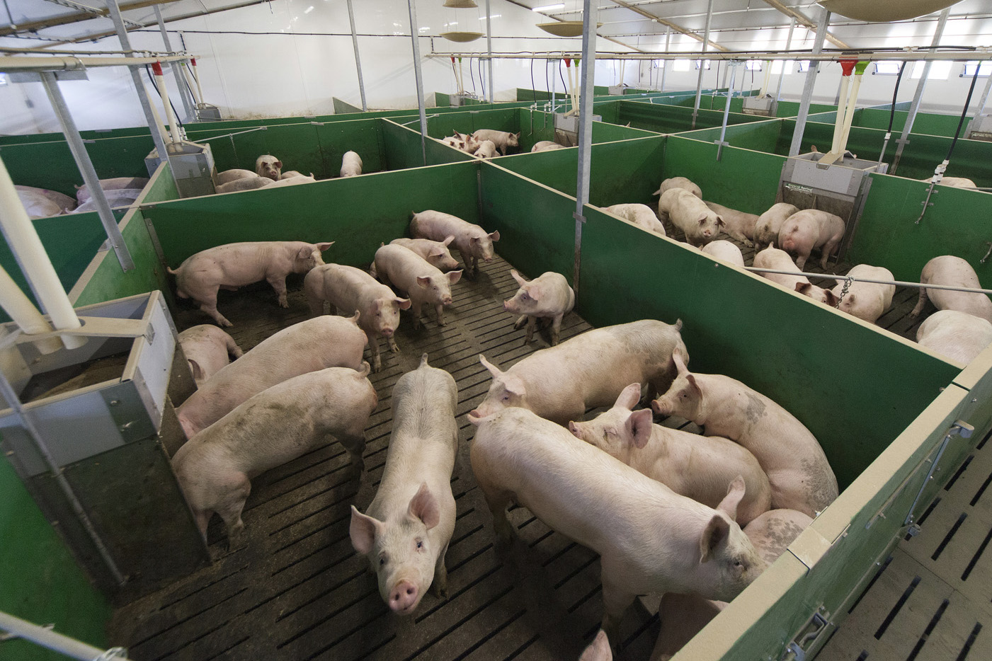 German pig farms cleared in furazolidone scare - Pig Progress