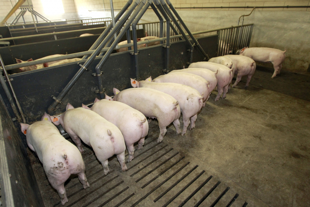 IRTA: Strategies for improving pig feed conversion - Pig Progress