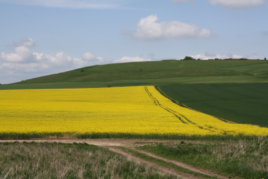 High-protein canola meal good for growing pigs