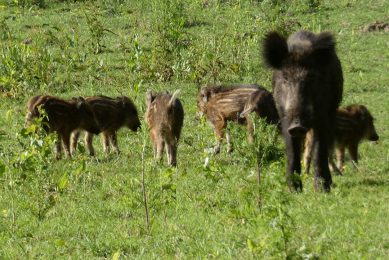 A wild boar with her litter. - Photo: Jan Vullings