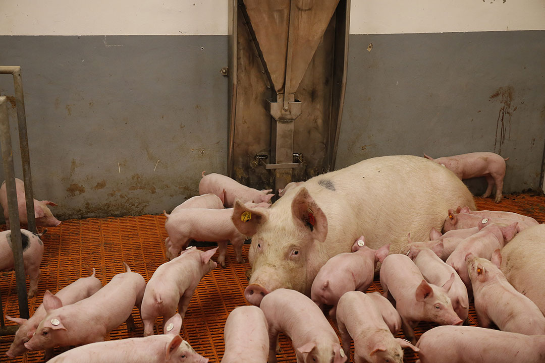 the-long-road-toward-loose-housing-of-lactating-sows-pig-progress