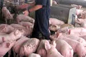 Tool for swine vets, producers to assess residue risk