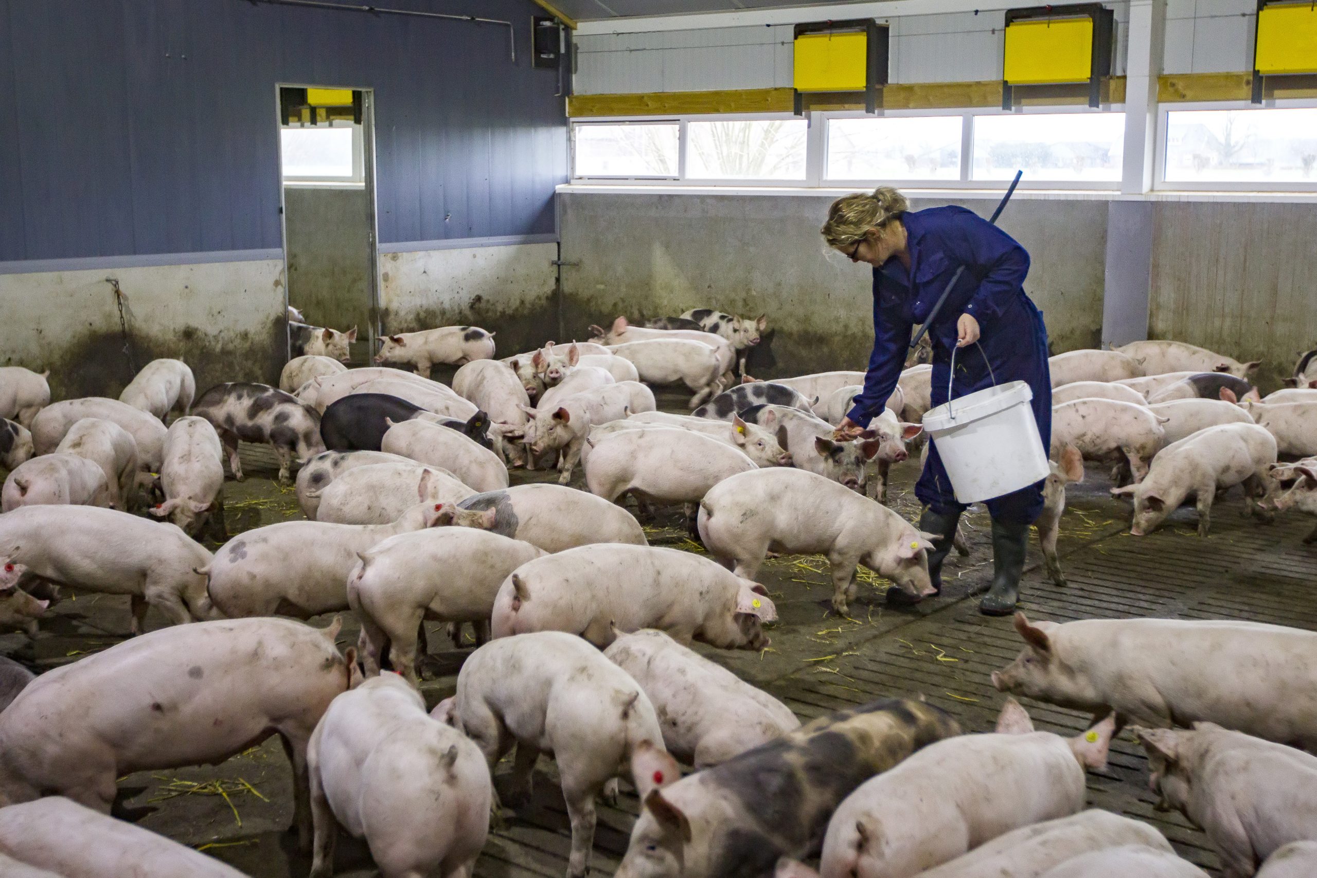 job-satisfaction-in-a-pig-friendly-farm-pig-progress