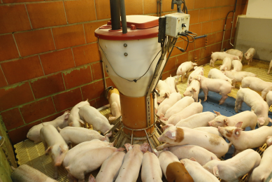 Lower-cost alternative protein source for pig diets