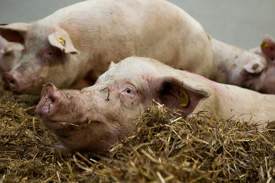 Pig Welfare Calls For Broad Approach - Pig Progress