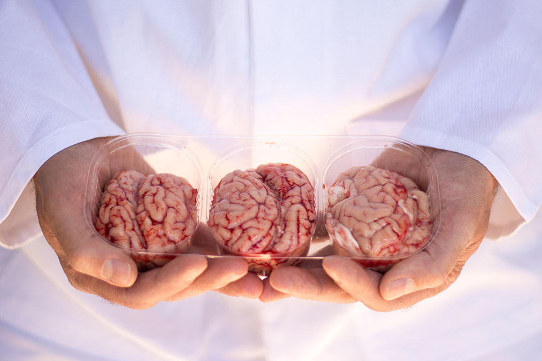 the real human brain