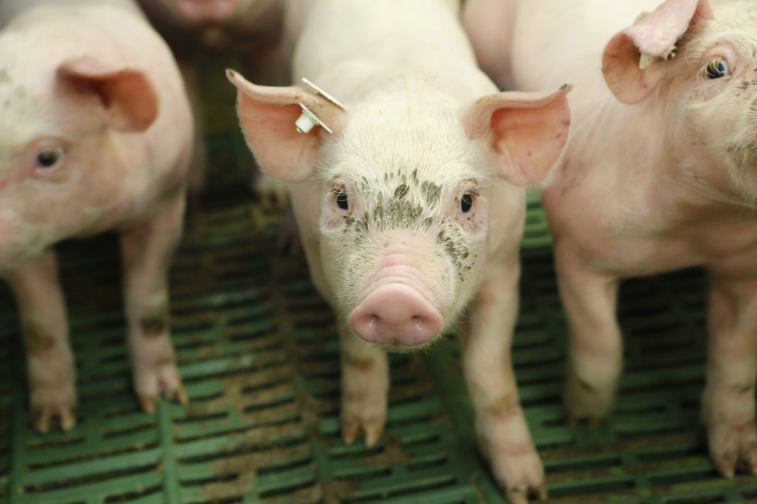 Frontiers  Porcine circovirus type 3: immunohistochemical detection in  lesions of naturally affected piglets