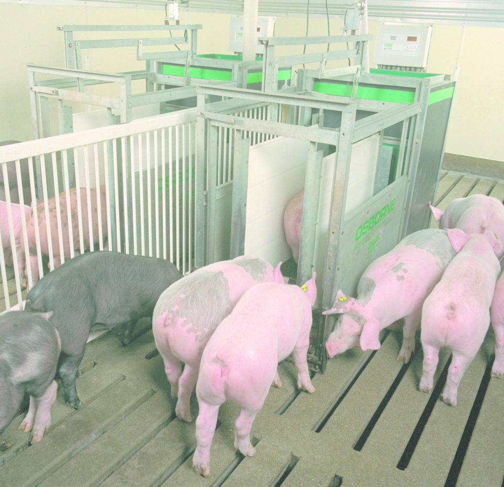 Feed efficient pigs deal better with stress - Pig Progress