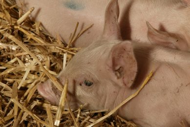 Adding straw to a pen formed part of a positive experience for the trials pigs. This picture was not taken during the research. Photo: Henk Riswick