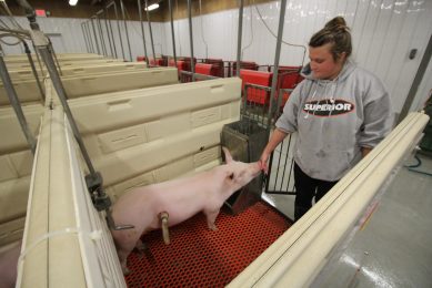 A cannulated pig in the facility for older pigs, together with caretaker Ashley LaMontaigne. Photo: Vincent ter Beek