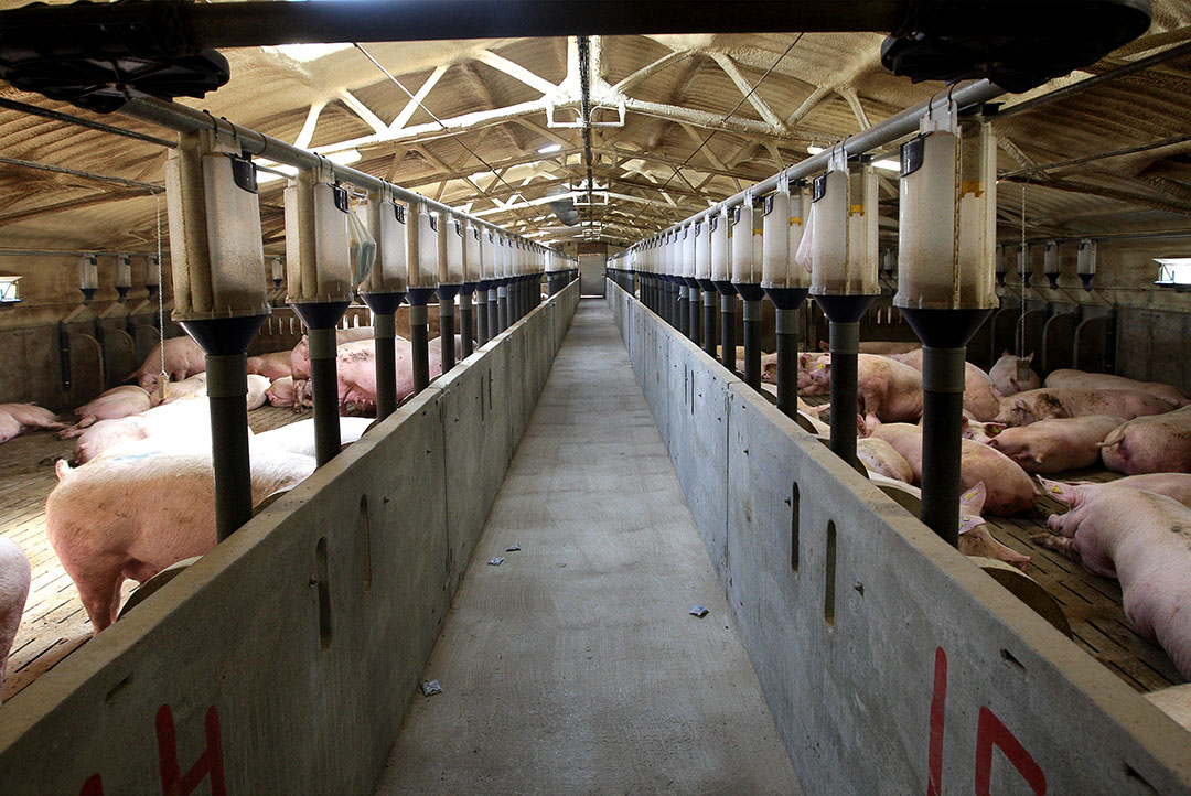 Spain allowed to ship more pork to China - Pig Progress