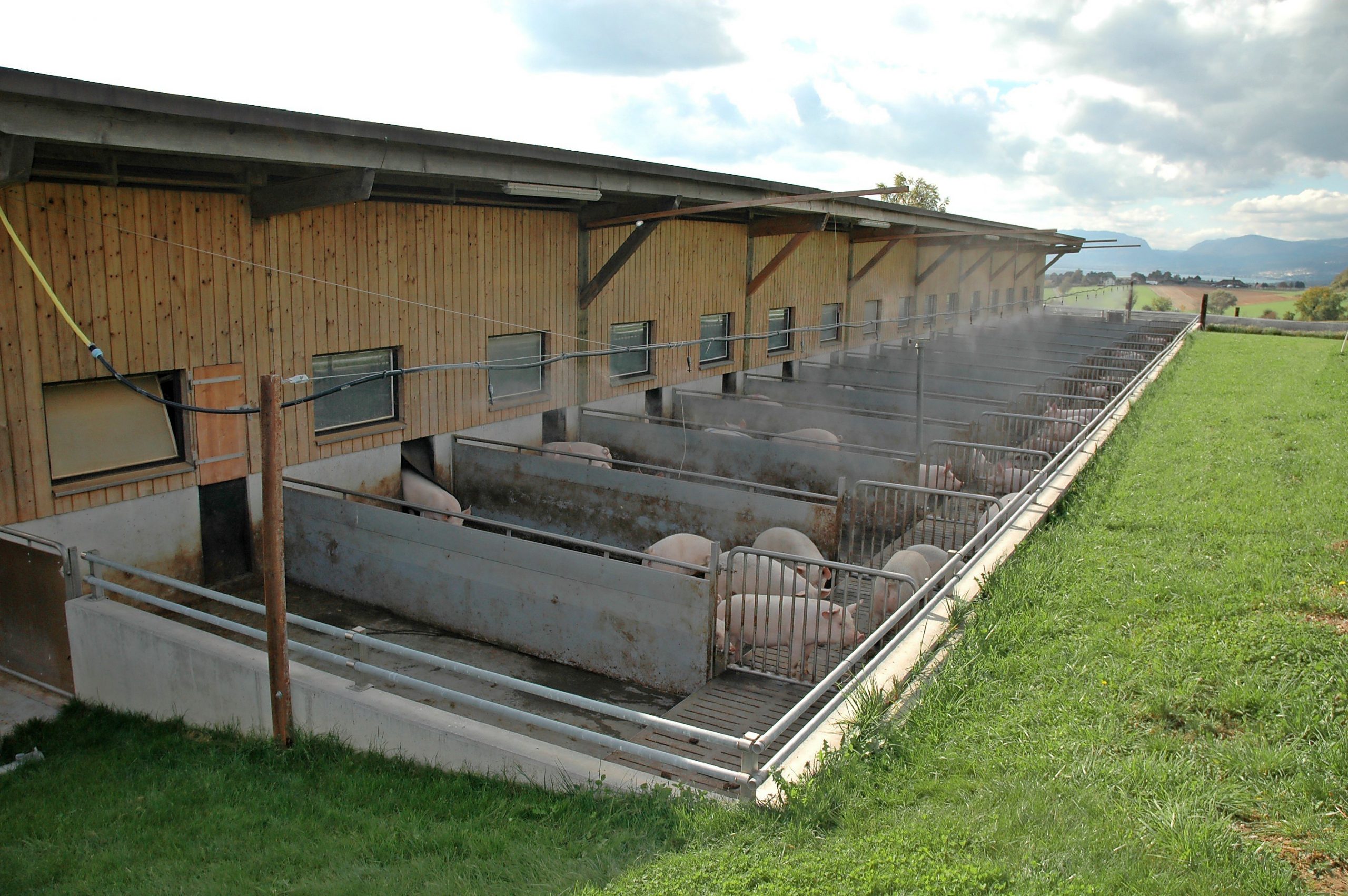 Switzerland A Pig island Surrounded By The EU Pig Progress