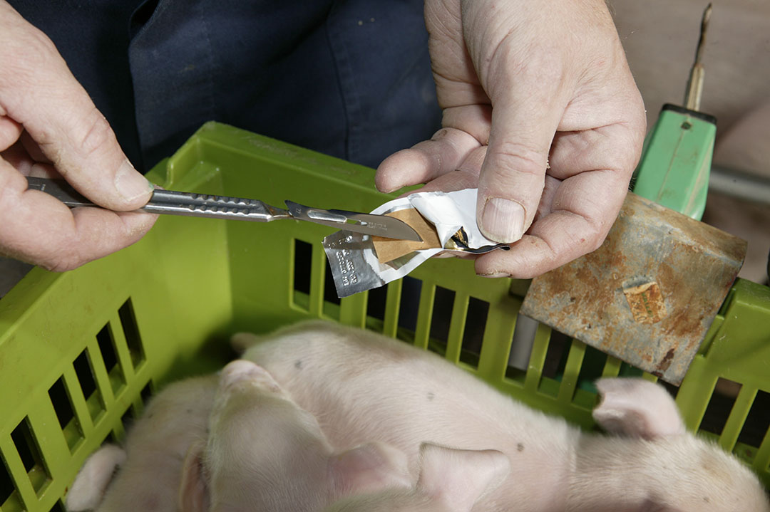 examining-the-alternatives-to-piglet-castration-pig-progress