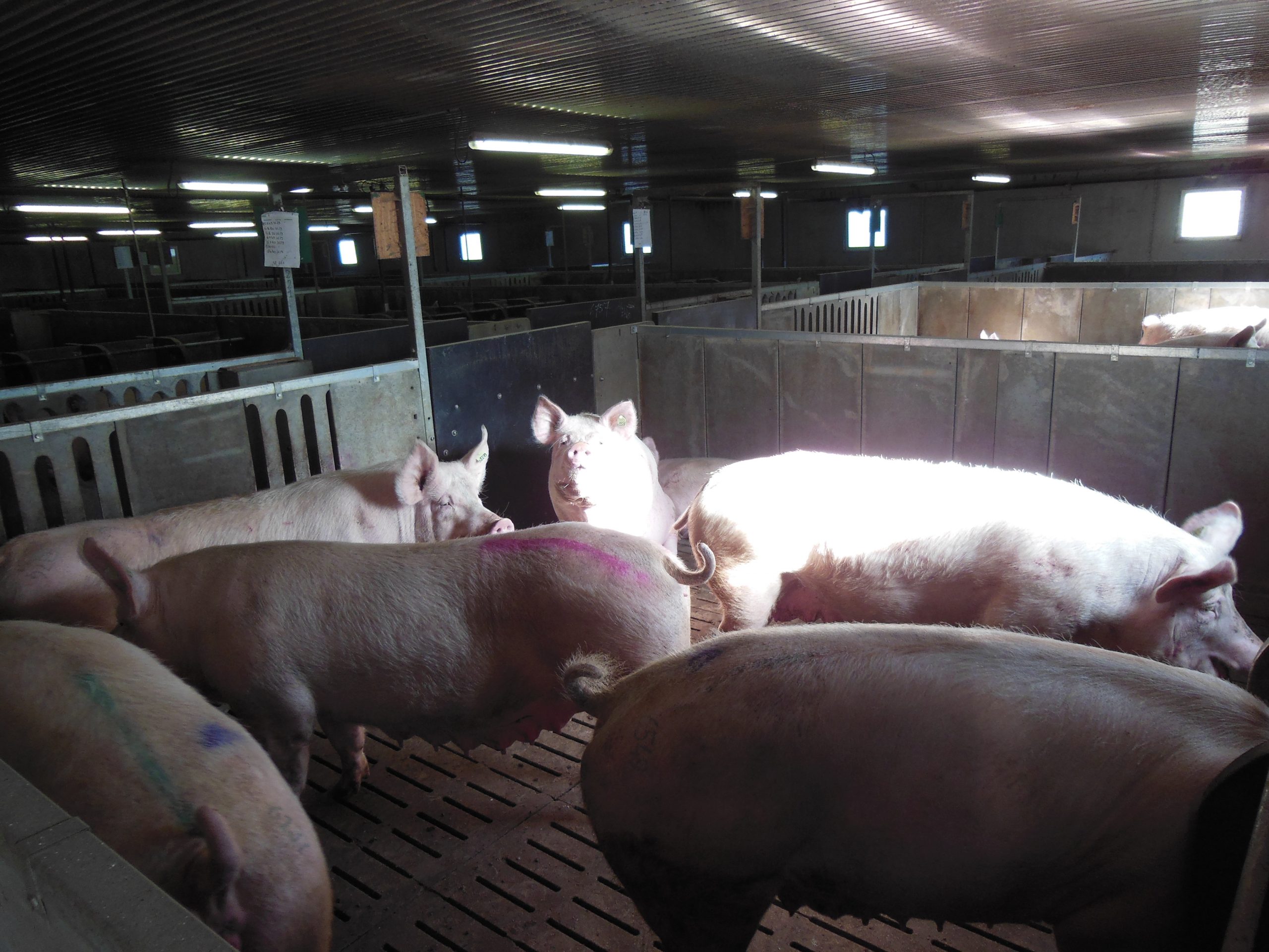 A collective unit for farrowing of 19,000 piglets - Pig Progress