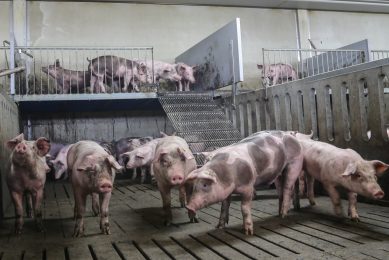 German pigs appreciate 2-level pens in trial. Photo: Matthijs Verhagen