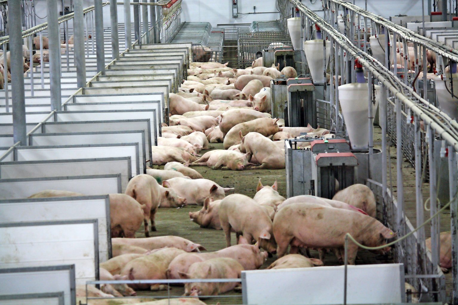 Decreasing sow stall use in stages - Pig Progress