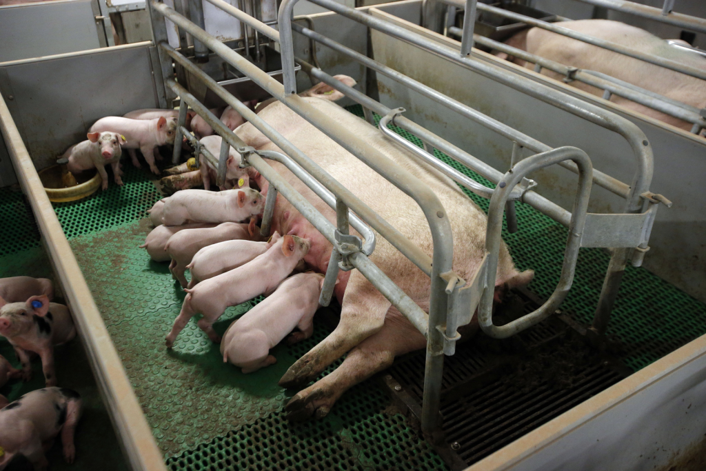 Brazil's JBS to phase out gestation stalls - Pig Progress