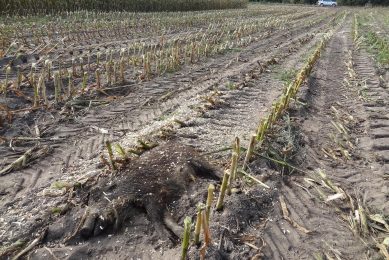 A dead wild boar due to ASF in a field in Eastern Poland. Photo: Iwona Markowska-Daniel