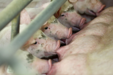 &apos;Dutch pork producers should focus on Western Europe&apos;