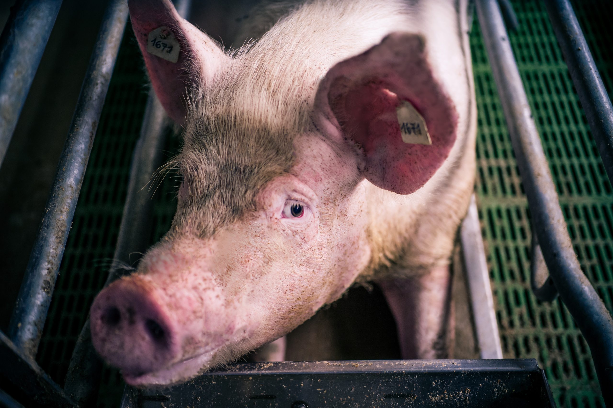 the-most-effective-disinfectant-on-pig-farms-pig-progress