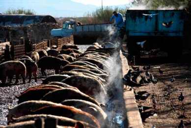 US farmer treats pigs to Vegas buffet