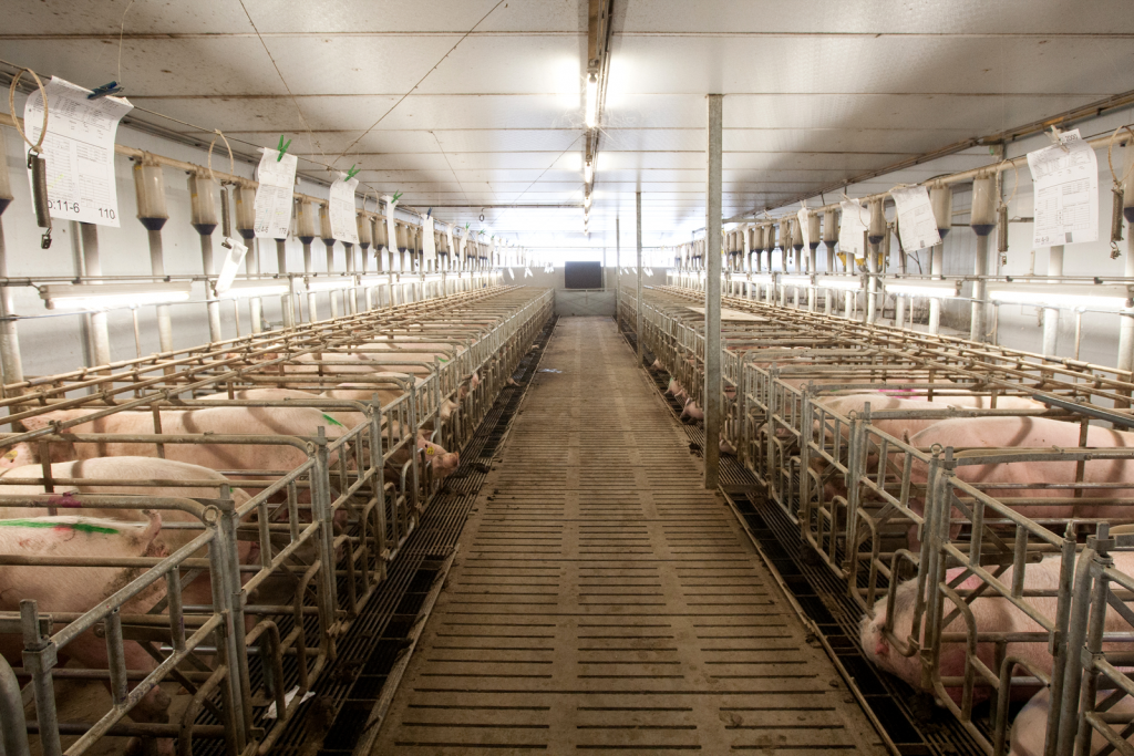 Biggest Pig Farms In The Us