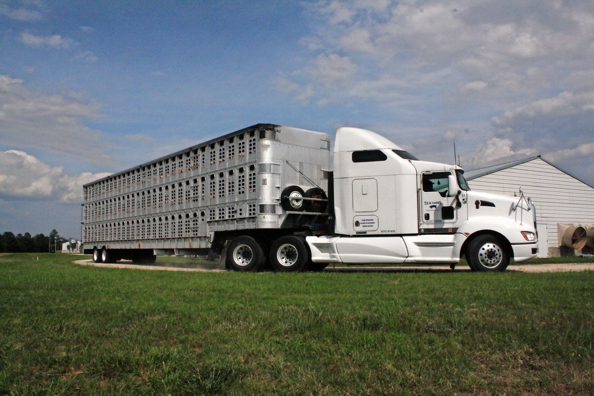 A Fan Bank Can Help Pigs In Stationary Lorries Pig Progress