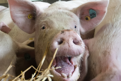 Grower pigs like straw rack and straw feeder