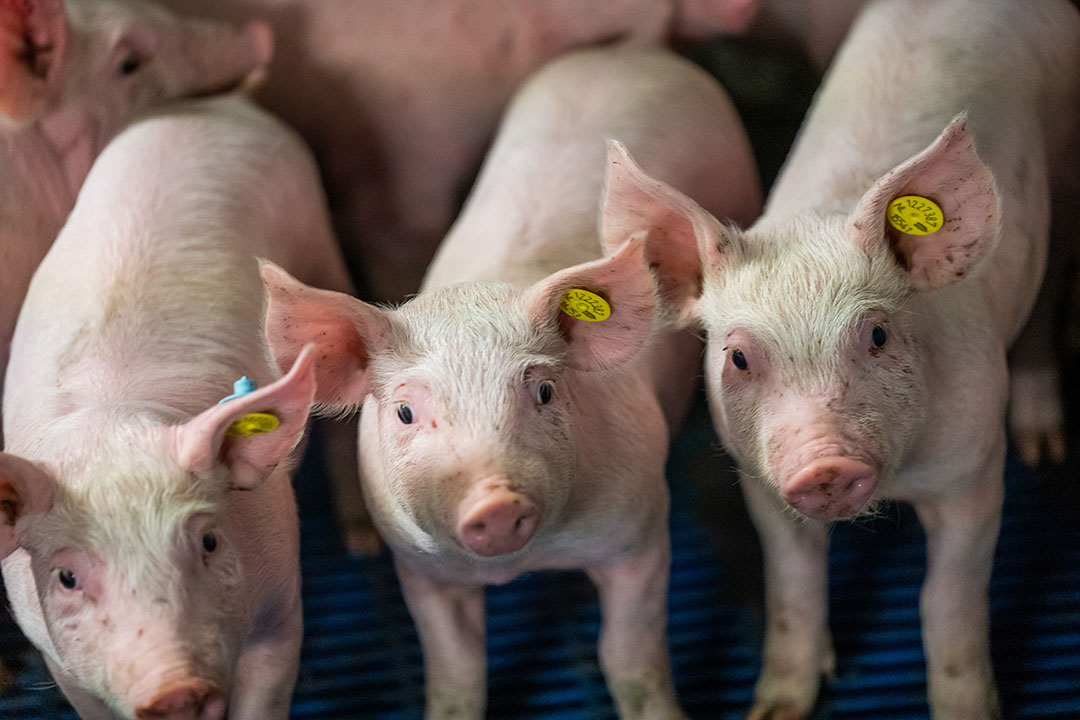 Weaner pigs can benefit from dietary folic acid - Pig Progress