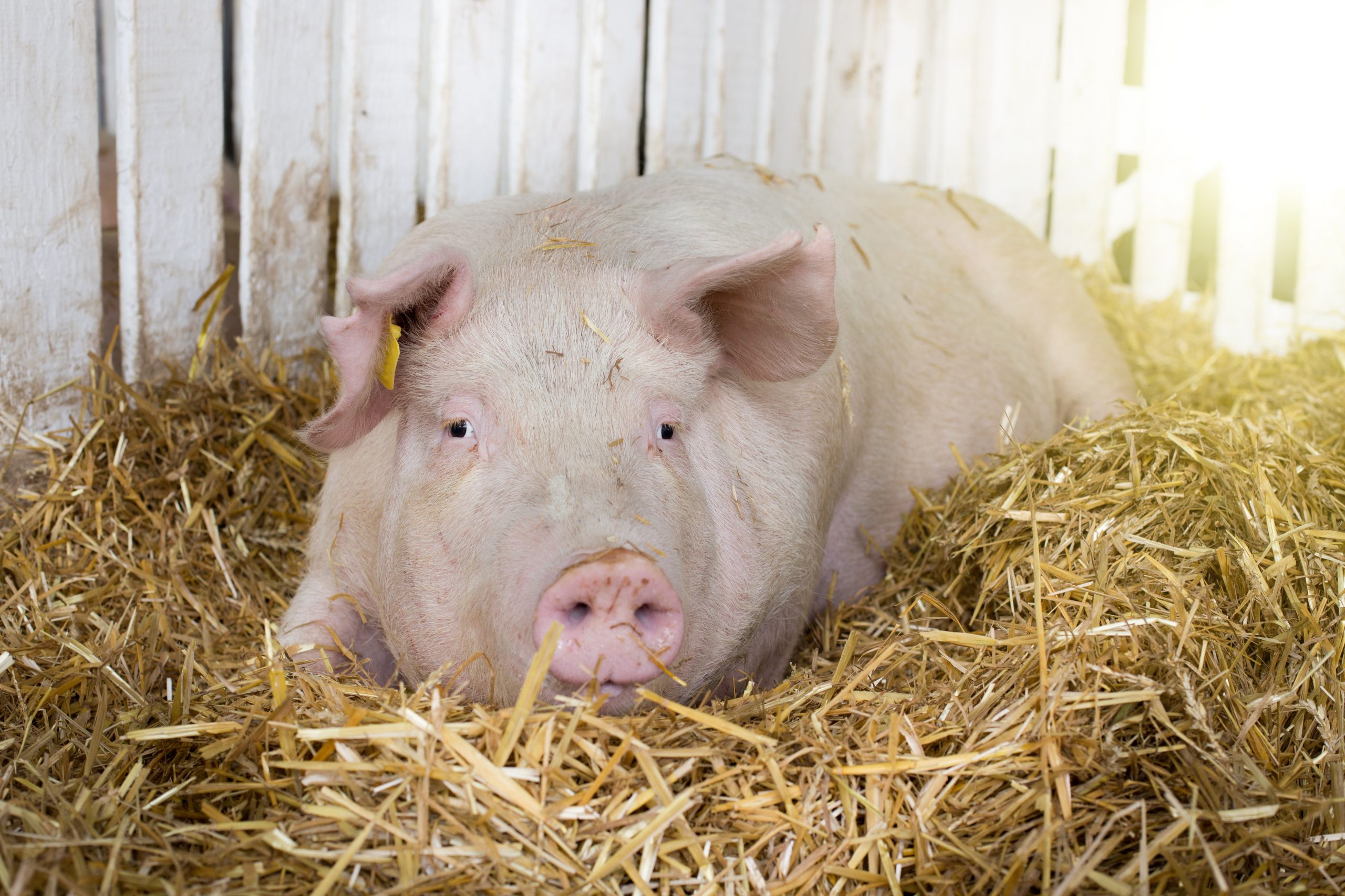 Heat stress series: A genetic view on heat stress in breeding - Pig ...