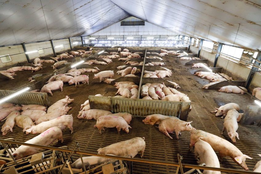 Real Farm Pigs
