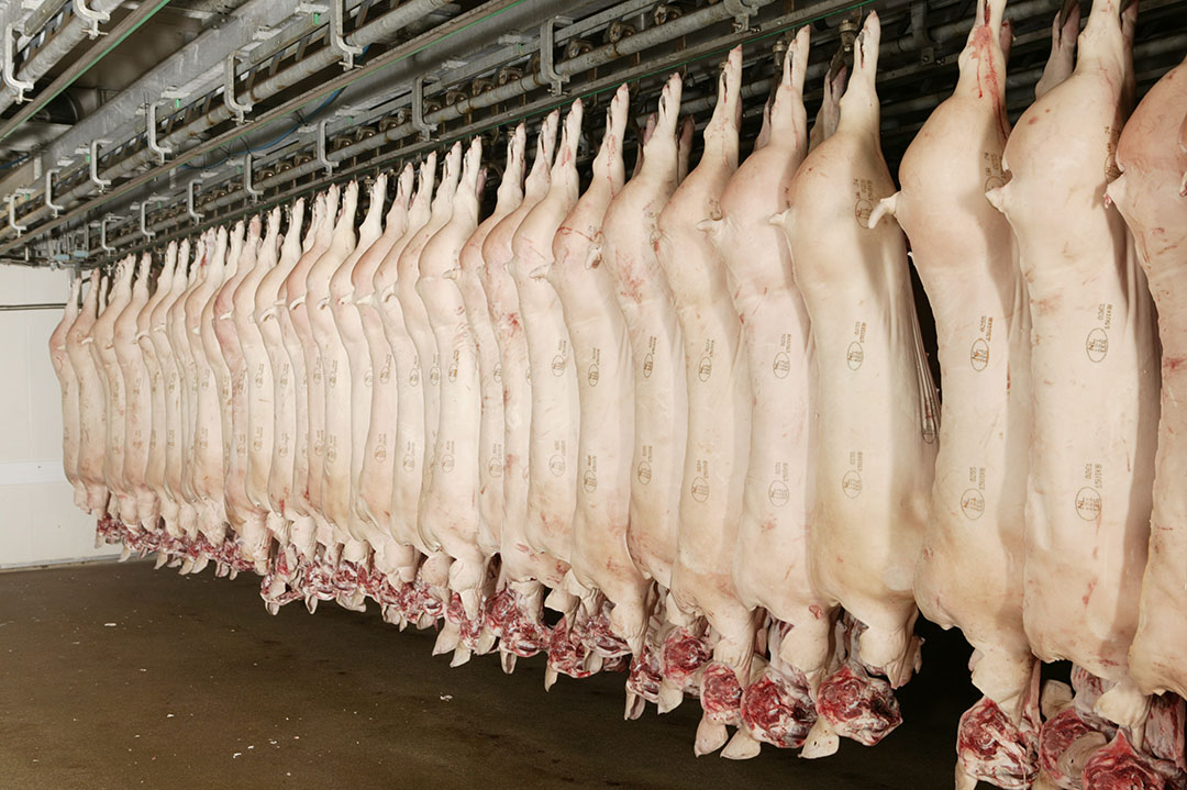 US tops pork exporters to China despite dispute - Pig Progress