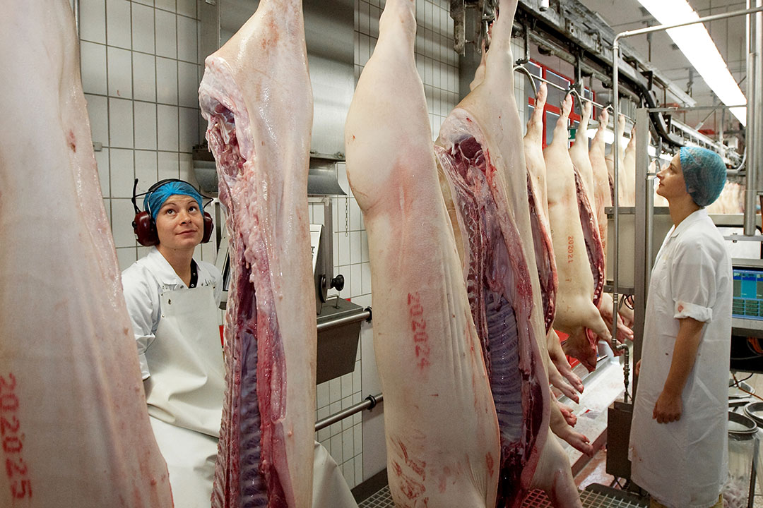 Meat Inspection Procedure at Frances Leon blog