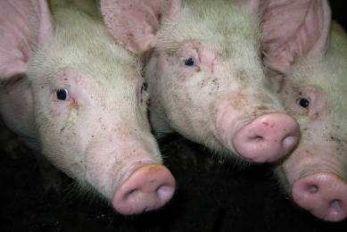 Chinese pig farms suffering from extreme weather