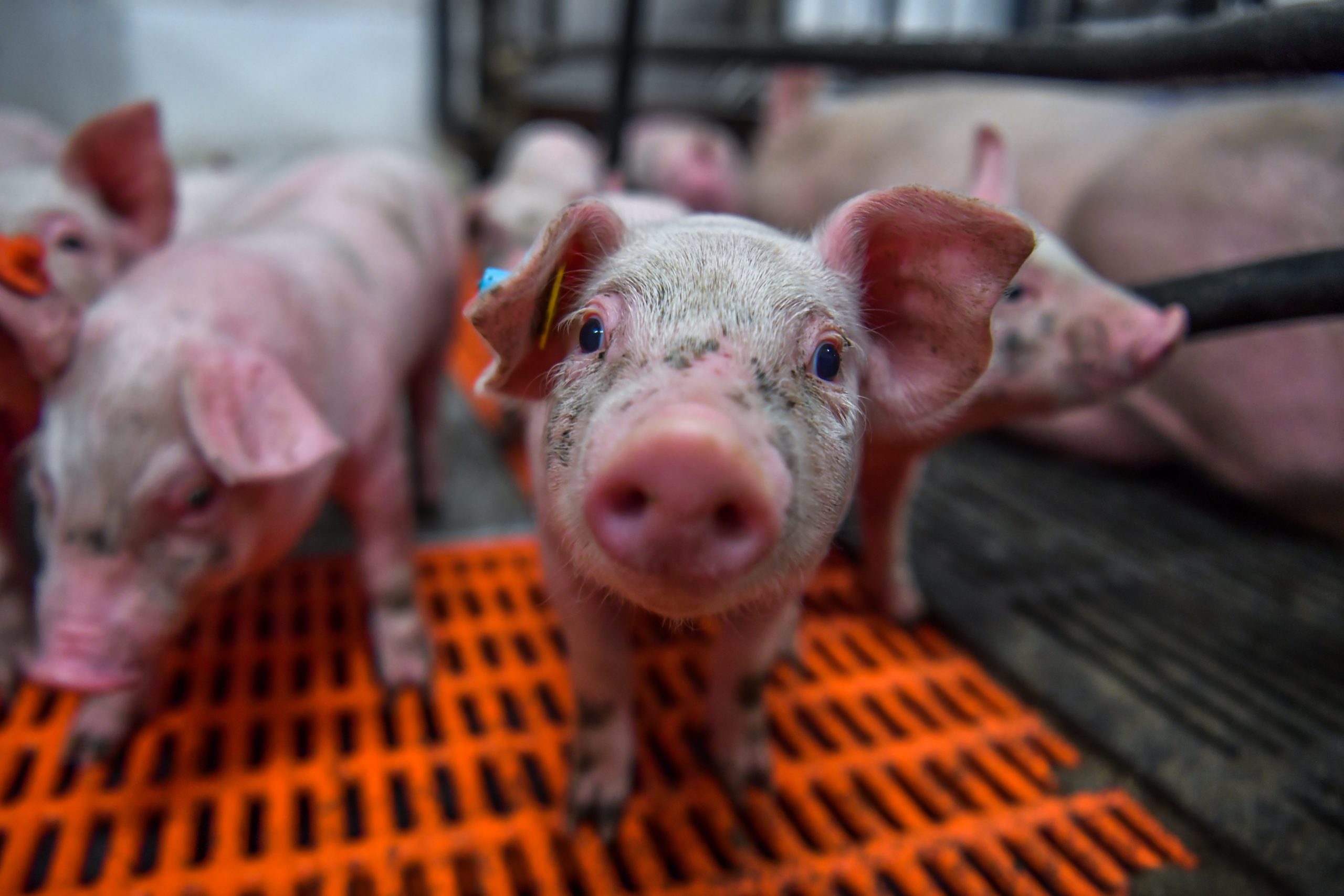 TGE virus-resistant pigs created - Pig Progress