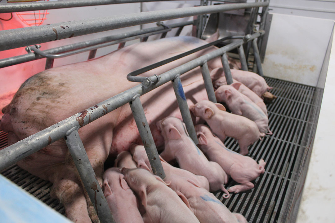 Russia likely to have 6 million pigs by 2025 - Pig Progress