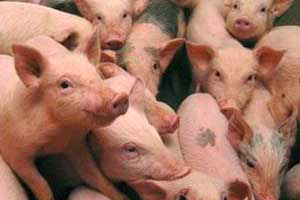 ASF in Belarus – 20,000 pigs culled