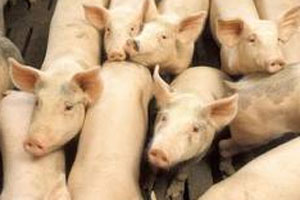 Russia: 35 000 pigs to be culled due to ASF