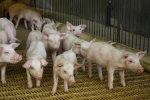 UK pig farmers warned of PEDV, virus spreads in US