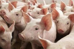 Russia: ASF in Belgorod – 40 000 pigs to be culled