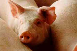 Russia may ban private pig farming